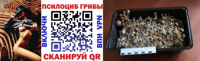 Псилоцибиновые грибы мухоморы купить наркотик Богородск